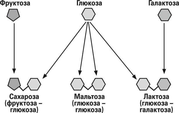 Иллюстрация к книге — Мой лучший друг - желудок. Еда для умных людей [i_049.jpg]