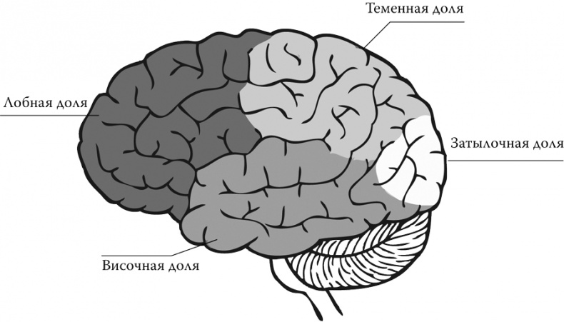 Иллюстрация к книге — Ложная память. Почему нельзя доверять воспоминаниям [i_001.jpg]