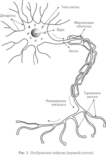 Иллюстрация к книге — Воспитание без шаблонов. Научитесь слышать своего ребенка [i_002.jpg]