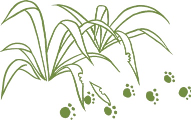 Иллюстрация к книге — Маленький исследователь. 52 увлекательных занятия на свежем воздухе [i_022.jpg]