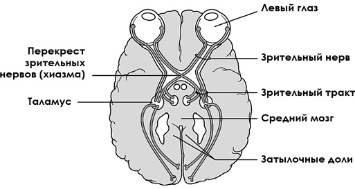 Иллюстрация к книге — НейроЛогика. Чем объясняются странные поступки, которые мы совершаем неожиданно для себя [i_003.jpg]