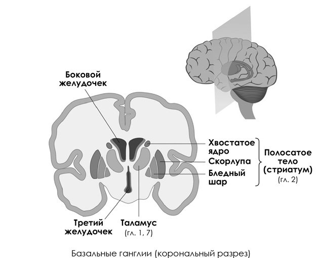 Иллюстрация к книге — НейроЛогика. Чем объясняются странные поступки, которые мы совершаем неожиданно для себя [i_038.jpg]