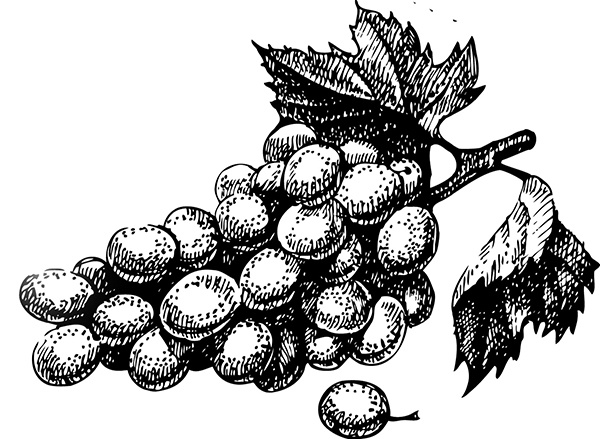 Иллюстрация к книге — Домашнее вино, наливка, самогон и другие алкогольные напитки. Лучшие рецепты [block_001160_vinodelie_page_093_image_0002.jpg]