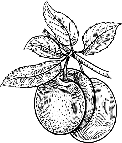 Иллюстрация к книге — Мильтон и Булька [_006.jpg]