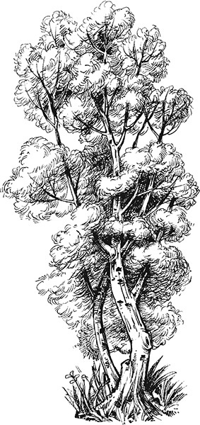 Иллюстрация к книге — Мильтон и Булька [_037.jpg]