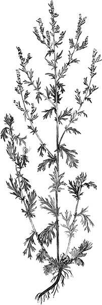 Иллюстрация к книге — Мильтон и Булька [_041.jpg]