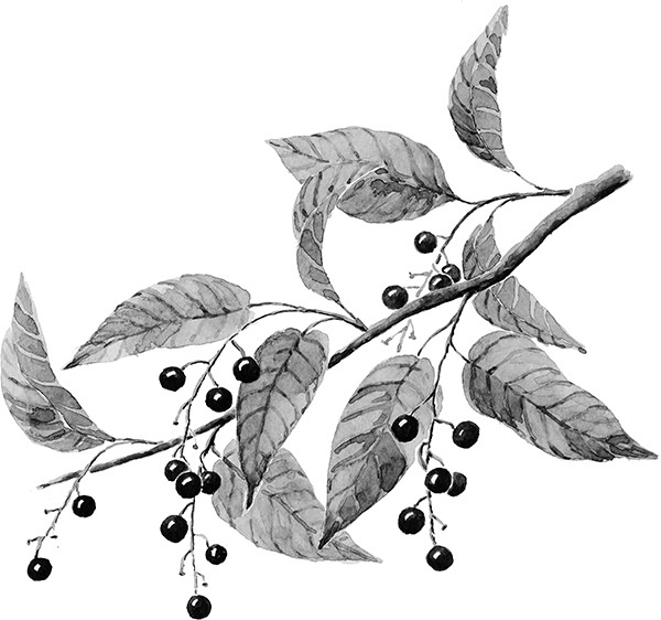 Иллюстрация к книге — Мильтон и Булька [_043.jpg]