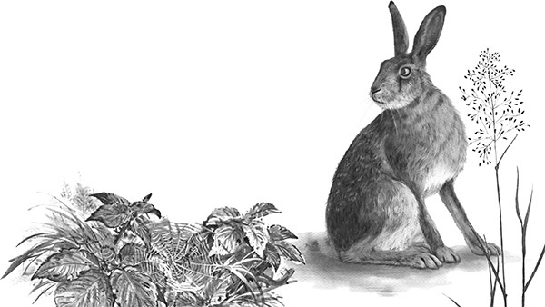 Иллюстрация к книге — Мильтон и Булька [_053.jpg]