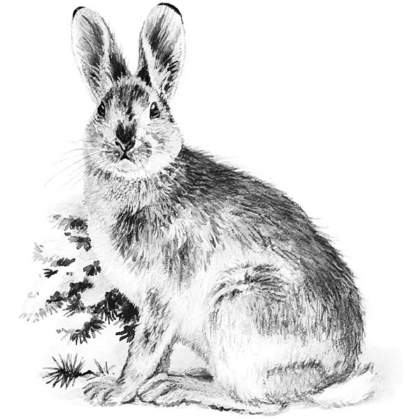 Иллюстрация к книге — Мильтон и Булька [_054.jpg]