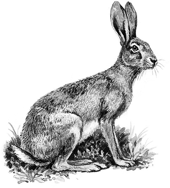 Иллюстрация к книге — Мильтон и Булька [_055.jpg]