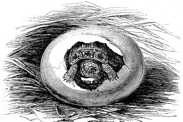 Иллюстрация к книге — Мильтон и Булька [_076.jpg]