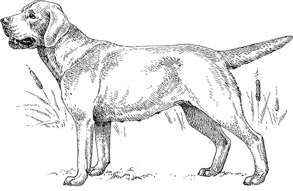 Иллюстрация к книге — Мильтон и Булька [_079.jpg]