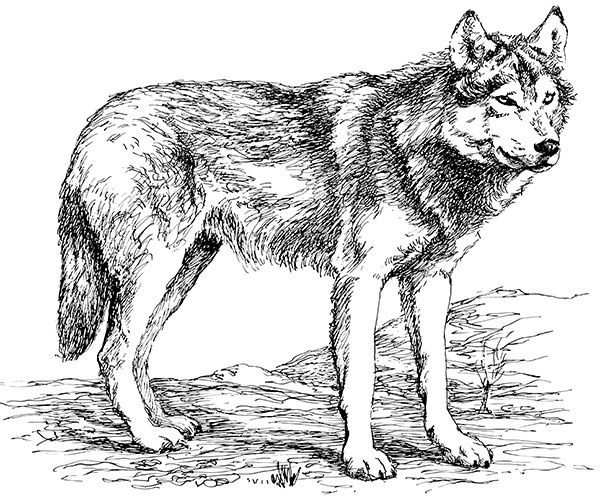 Иллюстрация к книге — Мильтон и Булька [_080.jpg]