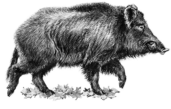 Иллюстрация к книге — Мильтон и Булька [_087.jpg]