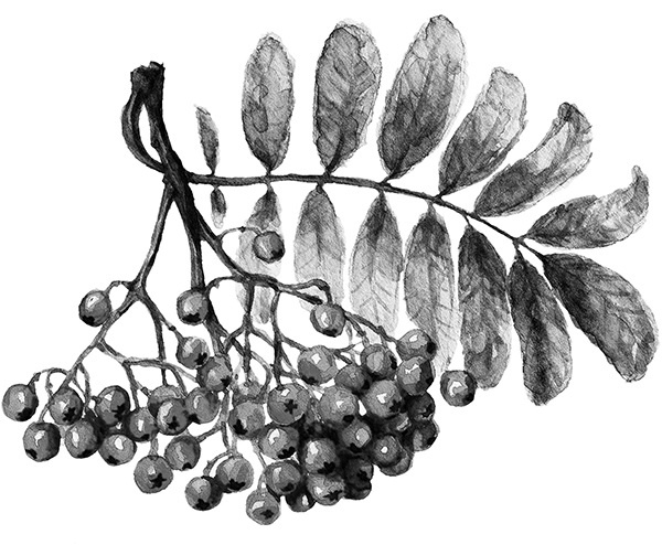 Иллюстрация к книге — Мильтон и Булька [_116.jpg]