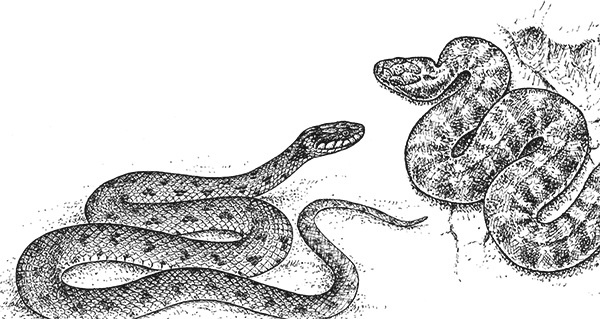 Иллюстрация к книге — Мильтон и Булька [_139.jpg]