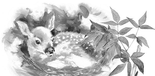 Иллюстрация к книге — Мильтон и Булька [_142.jpg]