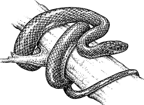 Иллюстрация к книге — Мильтон и Булька [_144.jpg]