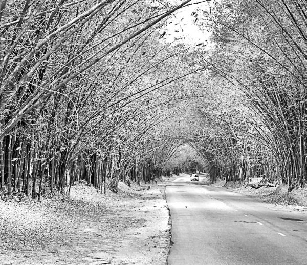 Иллюстрация к книге — Будни Гринго в Америке [i_109.jpg]