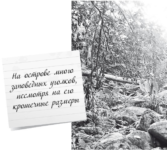 Иллюстрация к книге — Будни Гринго в Америке [i_113.jpg]