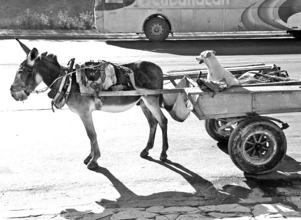 Иллюстрация к книге — Будни Гринго в Америке [i_123.jpg]