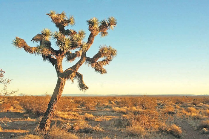 Иллюстрация к книге — Будни Гринго в Америке [i_134.jpg]