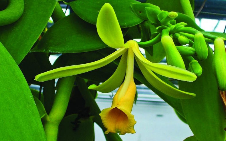 Иллюстрация к книге — 25 любимых специй [_004_2.jpg]