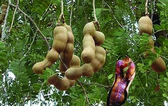 Иллюстрация к книге — 25 любимых специй [_016.jpg]