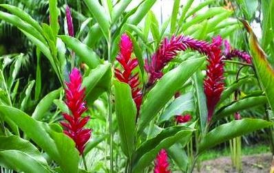 Иллюстрация к книге — 25 любимых специй [_021.jpg]