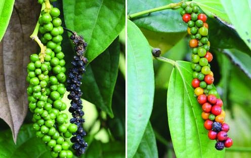 Иллюстрация к книге — 25 любимых специй [_055.jpg]