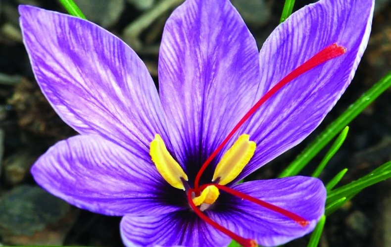 Иллюстрация к книге — 25 любимых специй [_072.jpg]