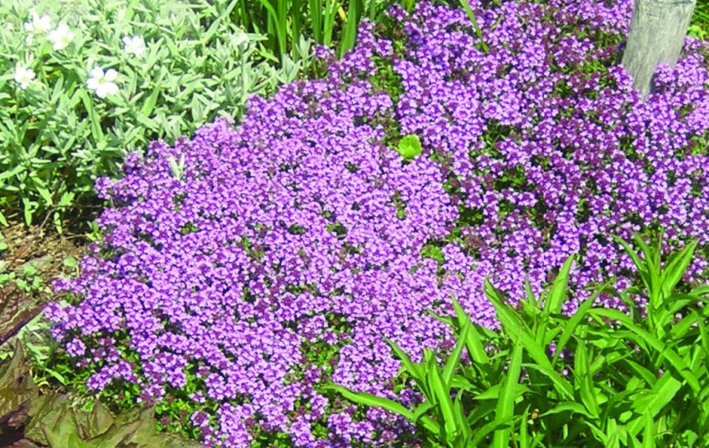 Иллюстрация к книге — 25 любимых специй [_087.jpg]