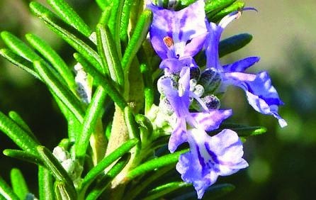 Иллюстрация к книге — 25 любимых специй [_106.jpg]