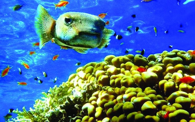 Иллюстрация к книге — 25 любимых специй [_115.jpg]