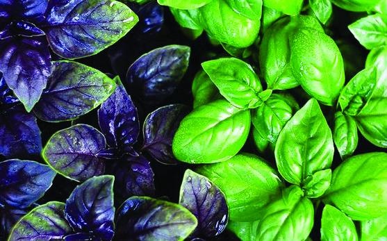 Иллюстрация к книге — 25 любимых специй [_131.jpg]