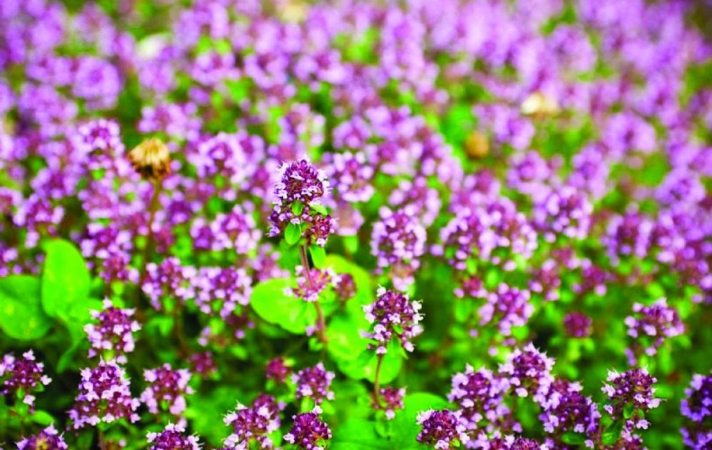 Иллюстрация к книге — 25 любимых специй [_137.jpg]