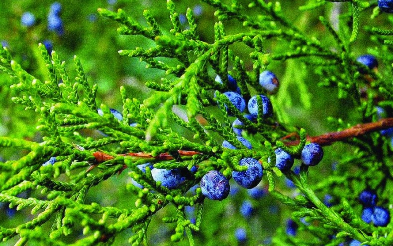 Иллюстрация к книге — 25 любимых специй [_147.jpg]