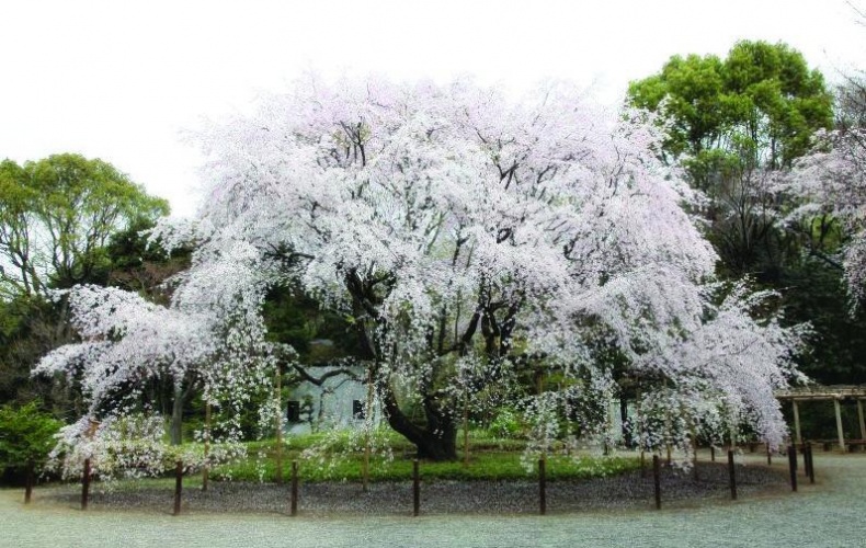 Иллюстрация к книге — 25 любимых специй [_153.jpg]