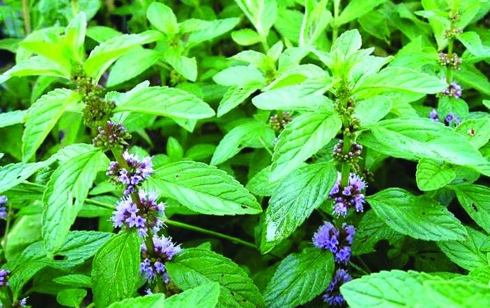 Иллюстрация к книге — 25 любимых специй [_155.jpg]