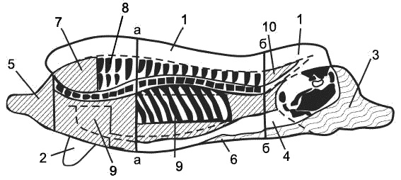 Иллюстрация к книге — Заготавливаем птицу, мясо, рыбу. Копчение, консервирование, вяление, приготовление колбас [_05.jpg]