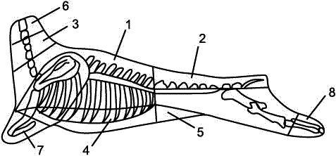 Иллюстрация к книге — Заготавливаем птицу, мясо, рыбу. Копчение, консервирование, вяление, приготовление колбас [_07.jpg]