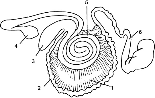 Иллюстрация к книге — Заготавливаем птицу, мясо, рыбу. Копчение, консервирование, вяление, приготовление колбас [_29.jpg]