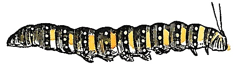 Иллюстрация к книге — Придумано девочками. Истории о выдающихся изобретательницах [i_005.jpg]