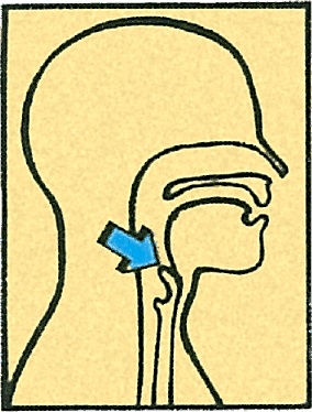 Иллюстрация к книге — Тайны анатомии [i_013.jpg]