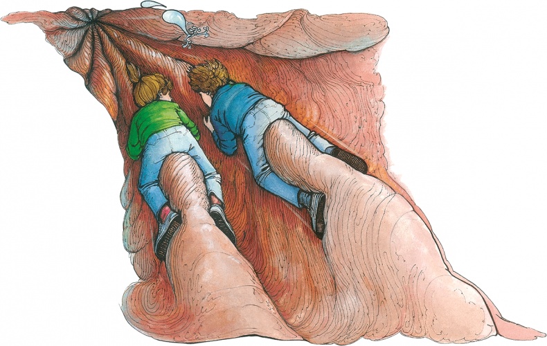 Иллюстрация к книге — Тайны анатомии [i_015.jpg]