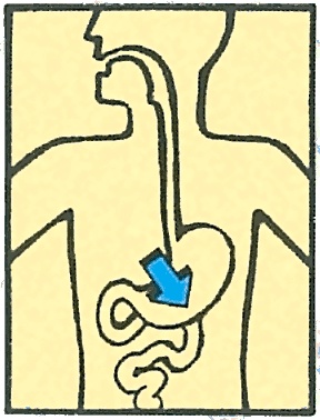 Иллюстрация к книге — Тайны анатомии [i_018.jpg]