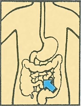 Иллюстрация к книге — Тайны анатомии [i_020.jpg]