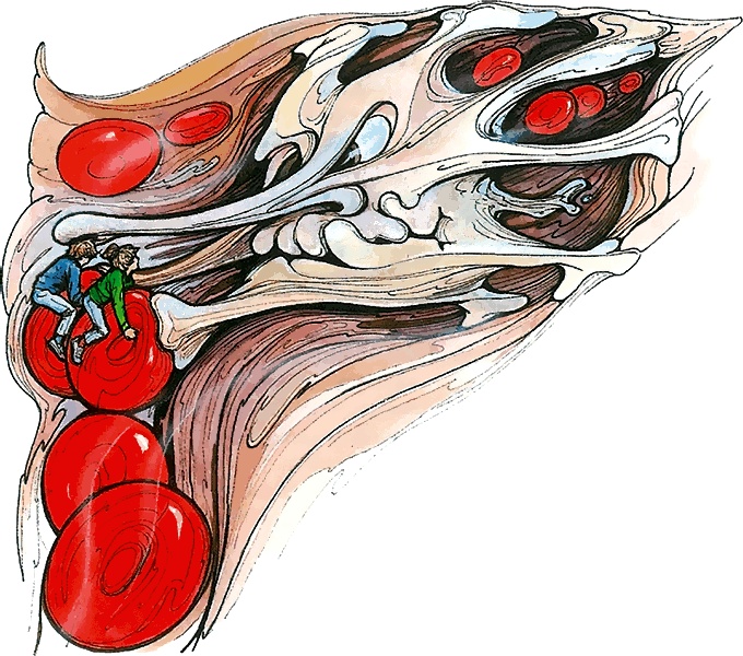 Иллюстрация к книге — Тайны анатомии [i_027.jpg]