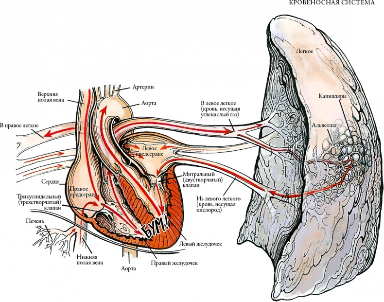 Иллюстрация к книге — Тайны анатомии [i_030.jpg]