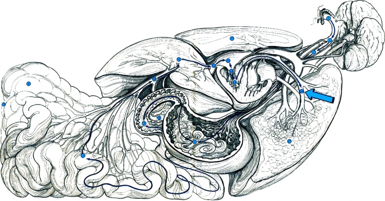 Иллюстрация к книге — Тайны анатомии [i_032.jpg]